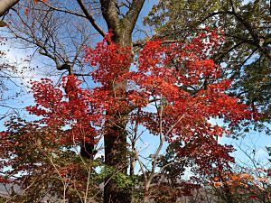 妙高市半ヶ峯の紅葉