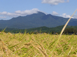 米山