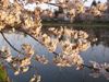 高田公園の桜