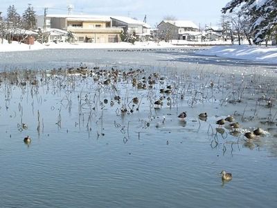 Takada Park in winter