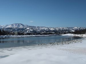 高田城址公園南堀の白鳥