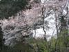 大学前の山桜
