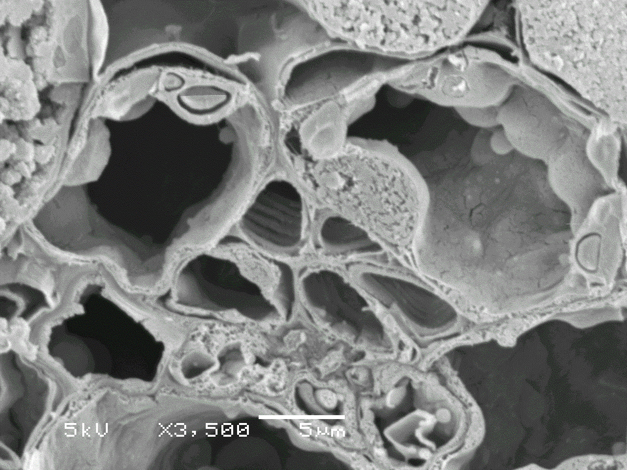 11 ヤブツバキの海綿状組織細胞断面